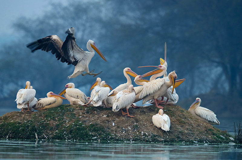 Hotel Shiv Vilas Palace-Bird Sanctuary